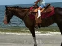 Kobyła, American paint horse — zdjęcie 7