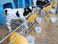 Bulle, Holstein-Rasse — Foto 7
