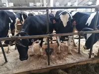 Kuh, Holstein-Rasse — Foto 1