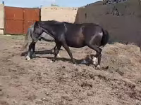 Yegua, Horse breed — foto 3