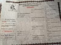 Kobyła, Konie — zdjęcie 5