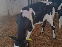 Cow, Holstein breed — photo 1