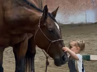Stute, Quarter Horse — Foto 4