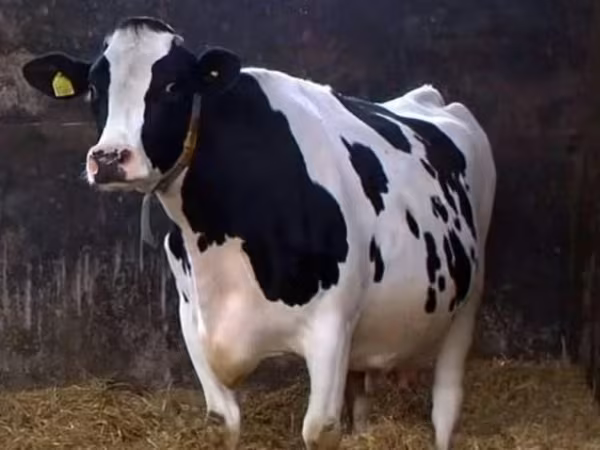 Krowa, Kholmogory Cattle — Rosja