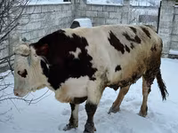 Byk, Bydło — zdjęcie 2