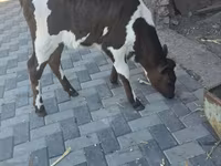 بقرة, الماشية — الصورة 2
