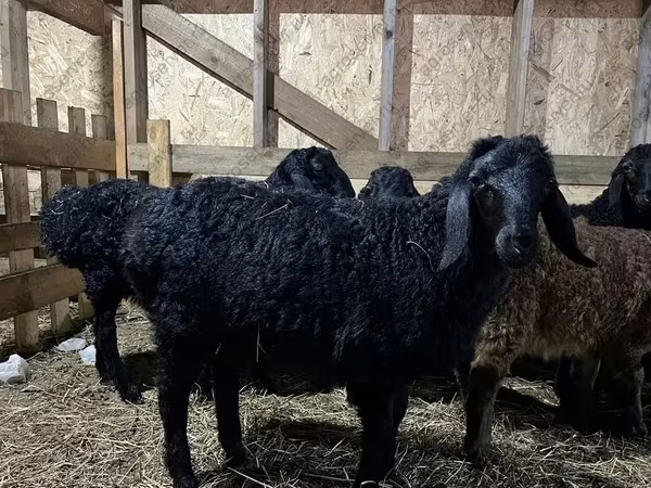 Widder, Baerchuke sheep