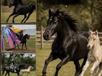 Kobyła, Rocky Mountain Horse — zdjęcie 1