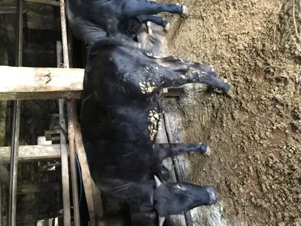 Byk, Simmental cattle