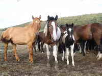 Mare, Horse breed — photo 5