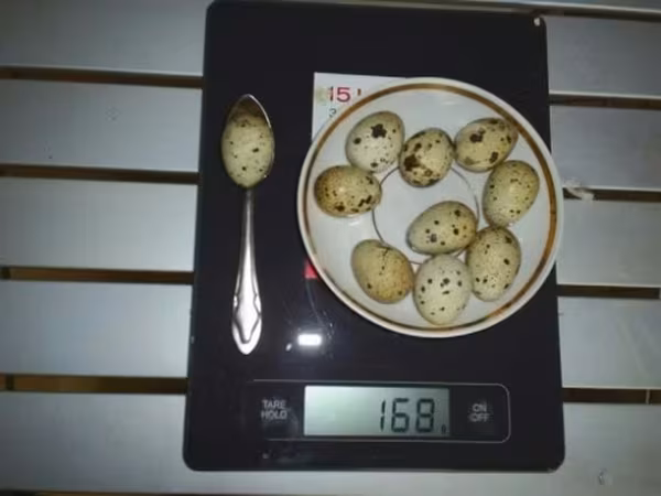 Quails — Rosja