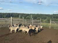 Widder, Edilbay sheep — Foto 2