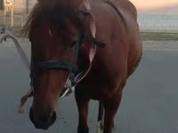 Kobyła, Anglo-Arabian — zdjęcie 1