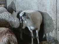 Owca, Owce — zdjęcie 3