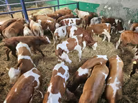 Byk, Simmental cattle — zdjęcie 2