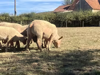 Baran, Charollais sheep — zdjęcie 2