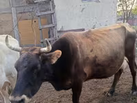Cow, Alatau breed — photo 2