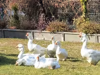 Geese — Foto 4