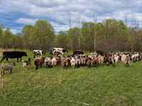 Baran, Kuibyshev sheep — zdjęcie 7