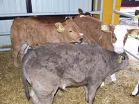 Bull, Cattle — photo 4