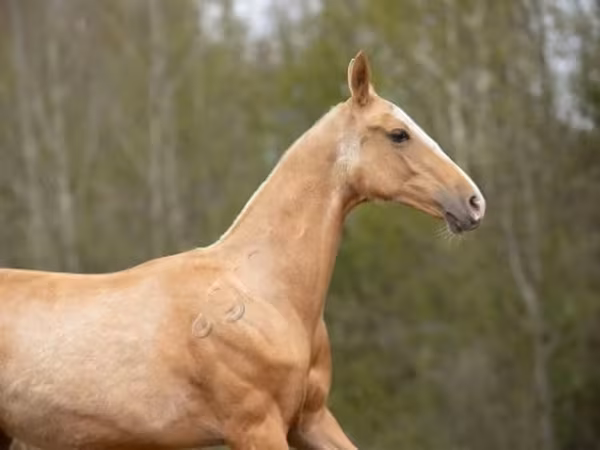 Koń, Akhal-Teke