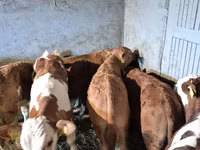 Bull, Cattle — photo 7