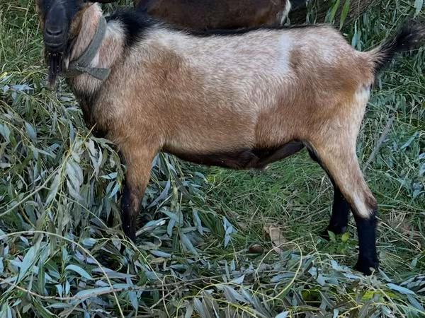 Cabro, Cabras