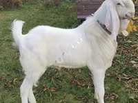 Koza, Nubian Goat — zdjęcie 4