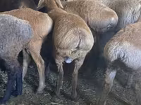 Schaf, Tian-Shan semifinewool sheep — Foto 2