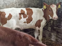 Krowa, Bydło — zdjęcie 4