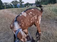 Kozioł, Nubian Goat — zdjęcie 5