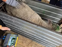 Owca, Kuibyshev sheep — zdjęcie 4
