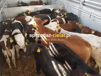 公牛, Cattle — 照片 3