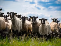 Baran, Romanov sheep — zdjęcie 2