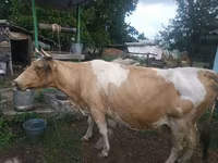 بقرة, Simmental cattle — الصورة 2