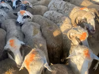 母羊, Sheep — 照片 5