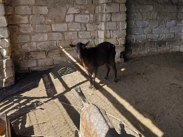 Kozioł, Kozy
