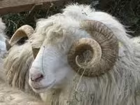 बकरा, बकरियाँ — फ़ोटो 3