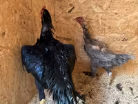 Chickens — photo 4