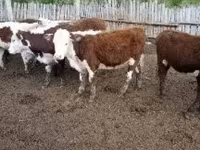 Krowa, Bydło — zdjęcie 1