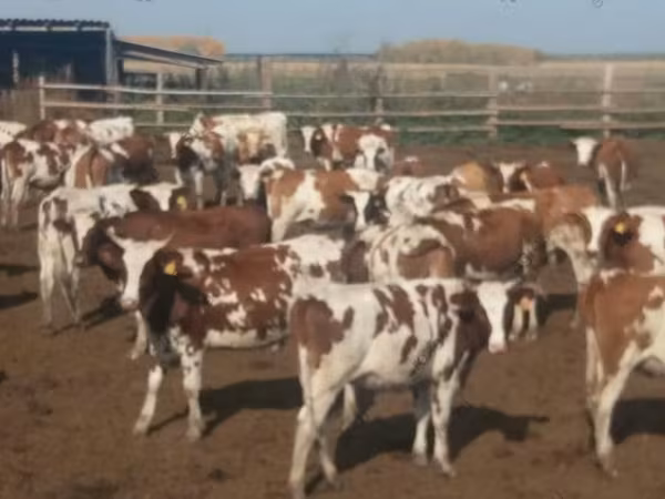 गाय, Swiss cattle