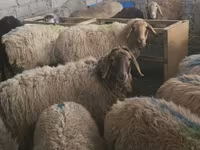 Sheep, Sheep — photo 5