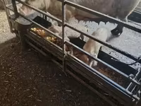 Хряк, Свиньи — фото 2