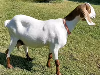 Koza, Nubian Goat — zdjęcie 3