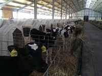 Bull, Holstein breed — photo 1