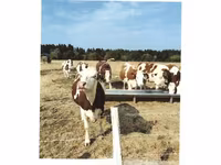 Krowa, Montbeliarde — zdjęcie 2