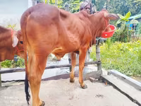 Bull, Cattle — photo 3