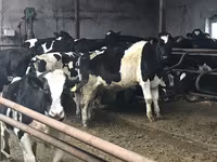 Byk, Russian Black pied cattle — zdjęcie 4