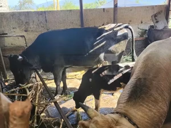Bull, Cattle