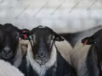 Owca, Kuibyshev sheep — zdjęcie 4